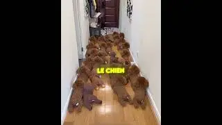 THIS DOG IS A NATURAL-BORN ACTOR! 😱🐶