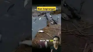 Stok ikan melimpah #viralvideo #shortsviral #fish #fishing #mancing