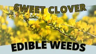 Edible Weed: Sweet Clover - A Vanilla-Scented Surprise (Melilotus officinalis)