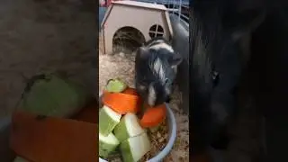 Хрумканье морской свинки.(живой звук).