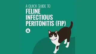 A Quick Guide to Feline Infectious Peritonitis (FIP)