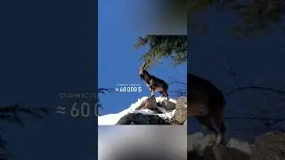 Как охотники сохраняют редкие виды? 