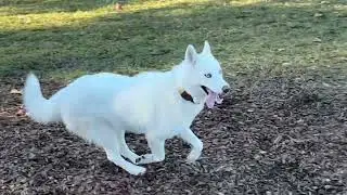 Super Nova the Husky at the Dog Park!