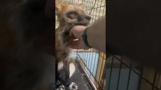 Разговорчивая утренняя лиса #животные #лиса #fox #лисаальма