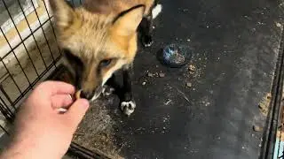 Двойные муки