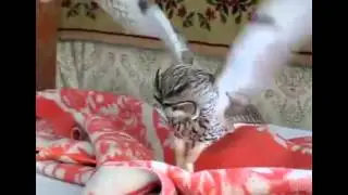 Ржачная сова