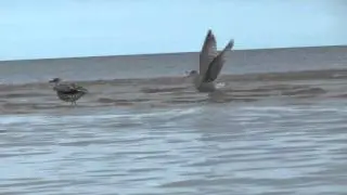 Балтийское море даже чайке по колено!