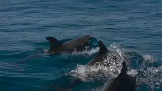 Ballet des dauphins - Dolphin ballet