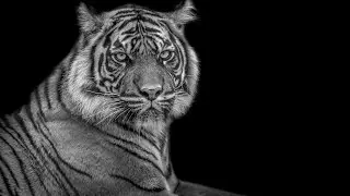 Ingezonden foto bewerking deel 7 : Tijger vrijmaken in lightroom 6