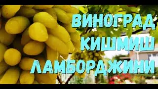 Ламборджини первый урожай на прививке прошлого года.