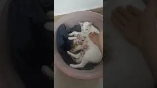 mèo đẻ rồi....