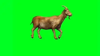 Goat Walk And Run Green Screen Video