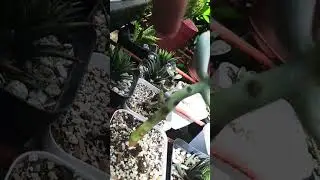 Recovering #Succulent #plant #succulents #plants #cactus #propagation #homegarden #care #tips
