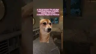 Учебный год близко! Записаться на годовой курс можно в ВК «Английский и котики»