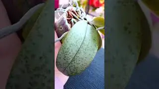 Why use transparent pots for Orchids, if we put them in decorative pots?