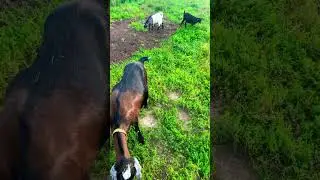 Кто остался из коз в моем царстве
