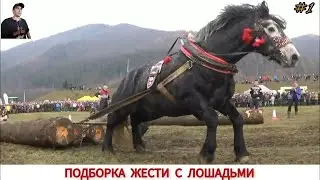 ПОДБОРКА ЖЕСТИ С ЛОШАДЬМИ,НА ЧТО СПОСОБНА ЛОШАДЬ #1/ COMPILATION OF TIN WITH HORSE VIDEO COMPILATION