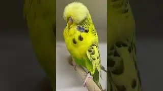 Rec pieds exhibition budgies dl125 2023