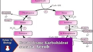 Kelas 12 - Biologi - Katabolisme Karbohidrat secara Aerob | Video Pendidikan Indonesia
