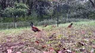 Bantam gang free ranging