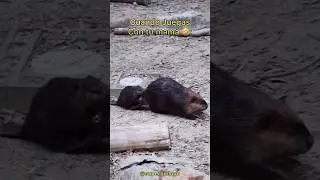 Beaver Playing with His Mom 🦫 | Unexpected Ending 🤣🙊🏎️ 
