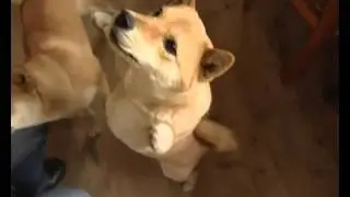 Shiba-inu. Сиба, Шиба. Коротко о главных!