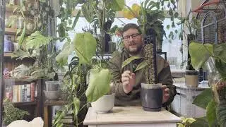 Monstera Magic: Simple Tips for Lush Indoor Jungle Vibes