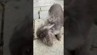 Кролики это не только ценный мех ,но это еще и прекрасные создания