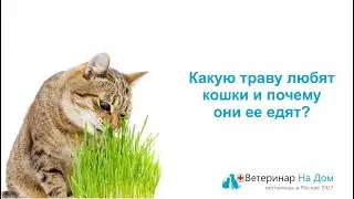 Какую траву 🌿 любят кошки 🐱 и почему они ее едят?