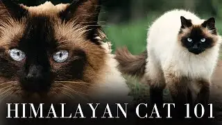 Himalayan Cat 101 - Everything You Need to Know
