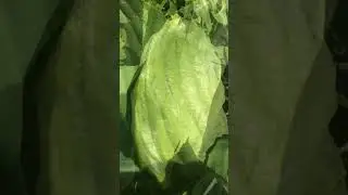 Хоста 'Beauty Substance' 2 #short #shorts #hosta #хостабьютиcабстенс #хостакосметическаясубстанция