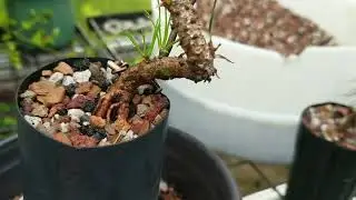 Growing Japanese Black Pine From Seed for Bonsai - just growing summer 2022