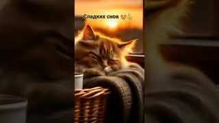 Добрый вечер! Сладких снов, пушистых котик сладко спит 👍😻😻