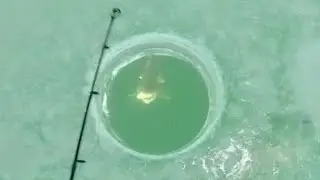 Lake Trout Smashing baits under the ice!   