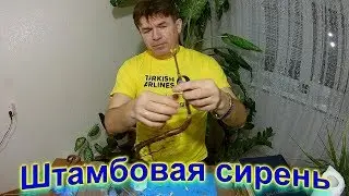 сирень штамбовая идея !!!