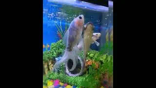 "Deep Dive into My Aquatic Wonderland: Discover the Colorful Lives of My Aquarium Fishes!"