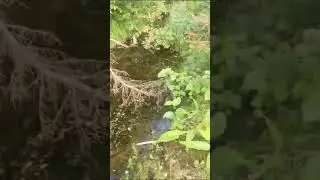 Коля опять ловит!!!! Окунь на китайский воблер!!!