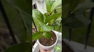 Top Trending Houseplants for 2023 