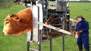 How Cow Give Birth BABY CALF BEING BORN Incredible Modern Cows Milking​ Farm #WithMe​ Milk Feeding