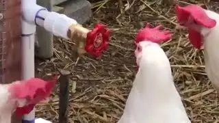 birdz
