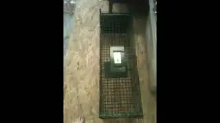 piège a chat AMAZON