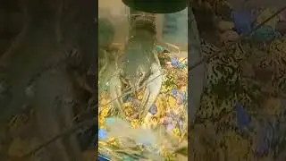 Яща  умер царства ему небесное.