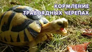 Кормление травоядных черепах