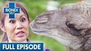 Baby Camel Fights for Life After Birth Trauma🐪 | Bondi Vet Coast to Coast Season 3 Ep5| Full Episode