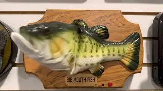Big mouth fish (singing fish)