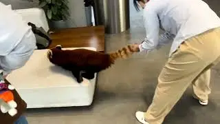 Help, I caught a fugitive.🥰🥰🥰#fy #fyp #trending #cute #adorable #redpanda #Iove #funny