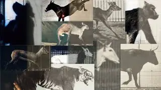 19th century video made from photos 2 | Restoration | Eadweard Muybridge | 1880s