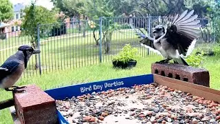 Bird Interactions: Blue Jays, Cardinals & More
