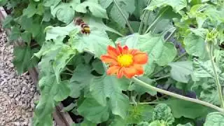 Rochdale's network of community gardeners