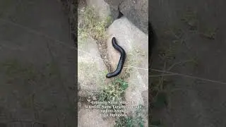 KATOTOHANAN TUNGKOL SA MILLIPEDE (SINGSING PARI)